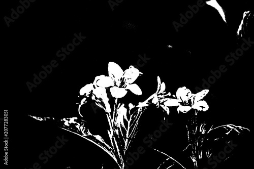Bild auf Leinwand Abstrakte weiße Blumen-Silhouette auf schwarzem Hintergrund – Grafischer Schwarz