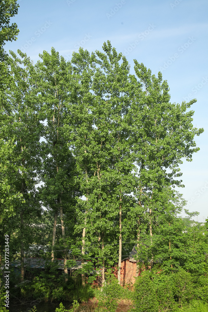 Fototapeta premium Tall Green Tree with Full Canopy in Summer Breeze Against Blue Sky