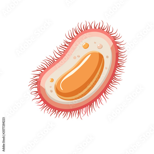 Amoeba cell with nucleus and pseudopodia vector illustration