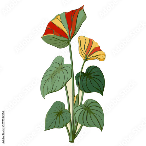 Anthurium flowers and leaves vector illustration