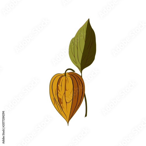 Bladder Cherry Fruit and Leaf Vector Illustration