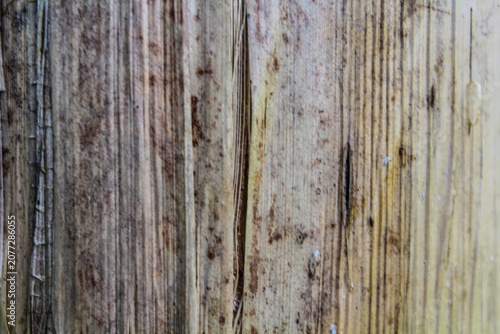 Konstfotografi dry outer skin texture of Musa paradisiaca.