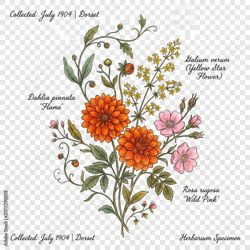 Colorful Wildflowers Desert Botanical Specimen Illustration.