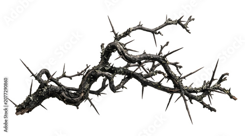 Foto Gnarled thorny tree branch covered in moss