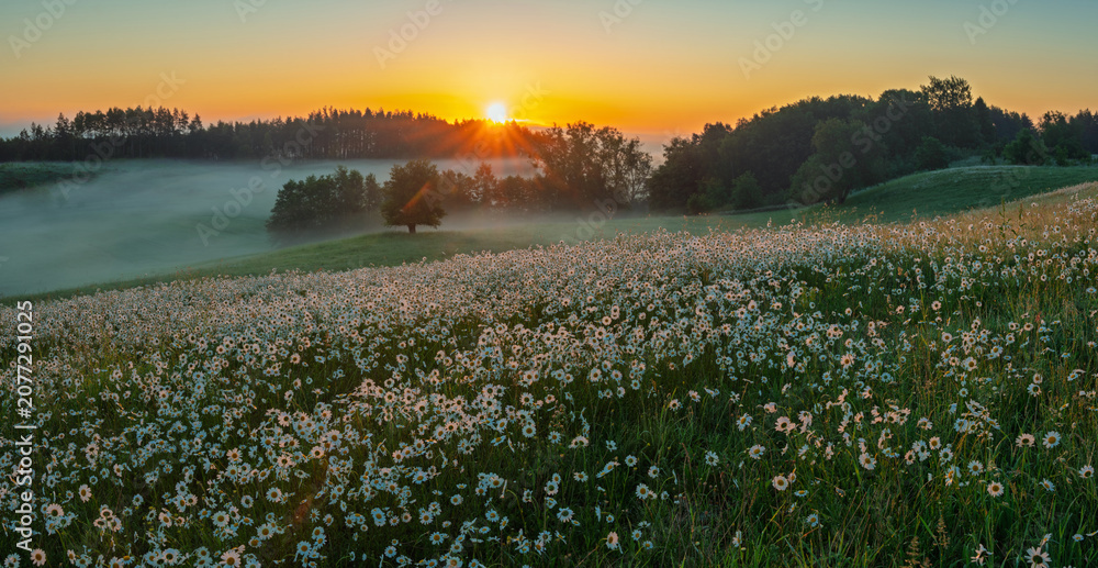 Naklejka premium fairy-tale field of chamomile during a misty sunrise