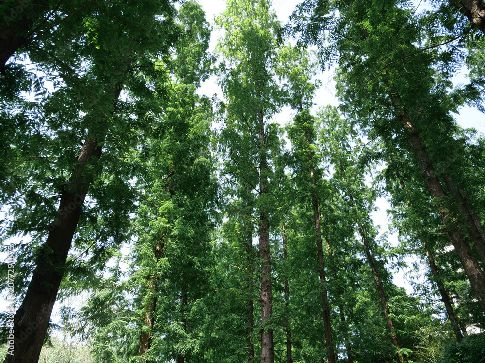 Fototapeta premium Green Tree Canopy From Below - Summer Forest Canopy With Sunlight Filtering Through Leafy Branches