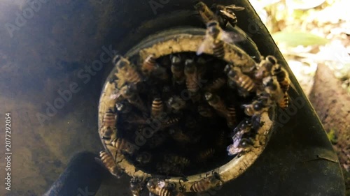 Close up of a swarm of honey bees gathering at the entrance of a circular hive