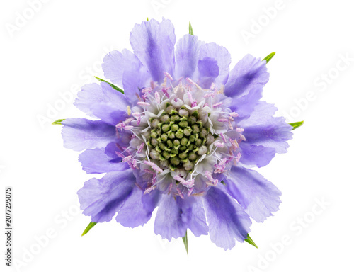 Photos close up of scabiosa or pincushion flower isolated on transparent background, top view