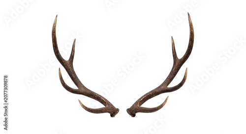 deer antlers isolated on white