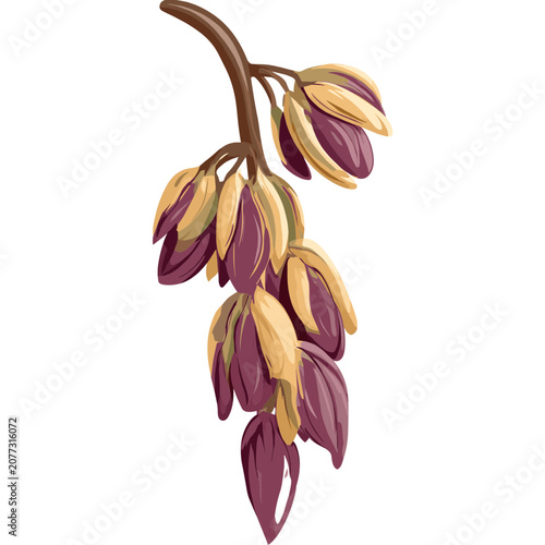 Flat illustration of cocoa pods on a branch