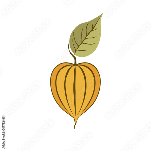 Lantern Fruit with Leaf Vector Illustration