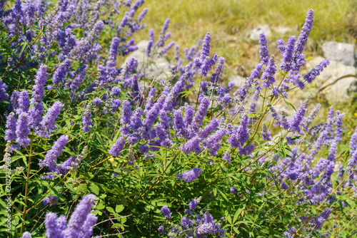 Tableau sur toile Purple blossoms of chaste tree (Vitex agnus-castus) growing in Mediterranean nat