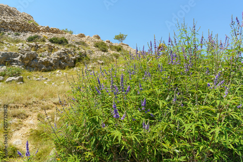 Fotografía Purple flowering chaste tree (Vitex agnus-castus) growing among rocky Mediterran