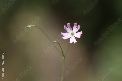 Bild auf Leinwand Close-up of a delicate pink Silene portensis flower on a slender stem with waxy