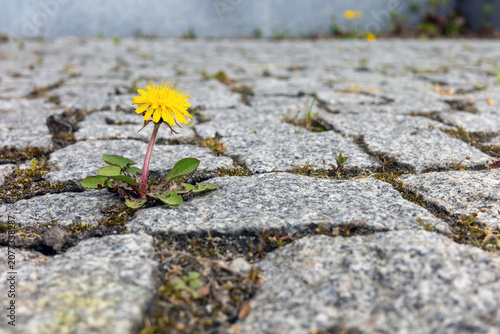 A vibrant yellow dandelion grows through the cracks of a cobblestone pavement, symbolizing resilience and the strength of nature against an urban environment.