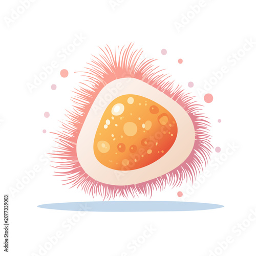 Rambutan Fruit Cross Section Vector Illustration