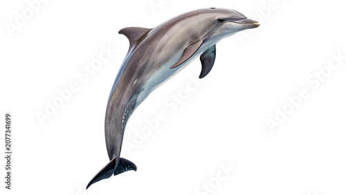 Konstfotografi Elegant grey dolphin marine mammal jumping isolated on a transparent background