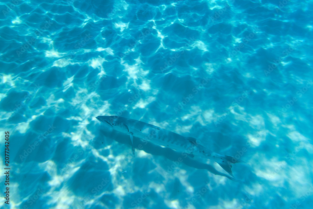 Obraz premium Great Barracuda Underwater in the Caribbean Sea Near Playa del Carmen, Mexico
