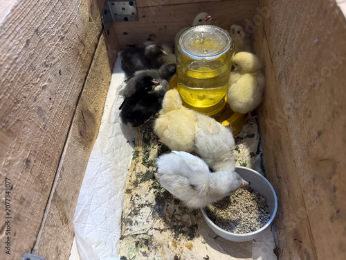 Two-week-old chicks of laying hens and broilers in a wooden box. Sitting near a feeder and a drinker.