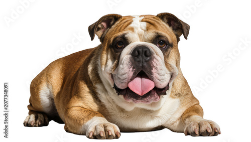 Fotografi English Bulldog lying down with tongue out