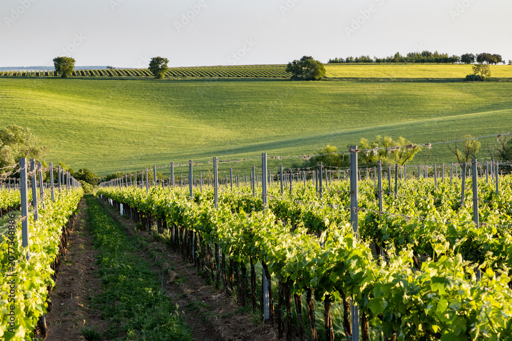 Fototapeta premium vineyard in early summer in Czech Moravia