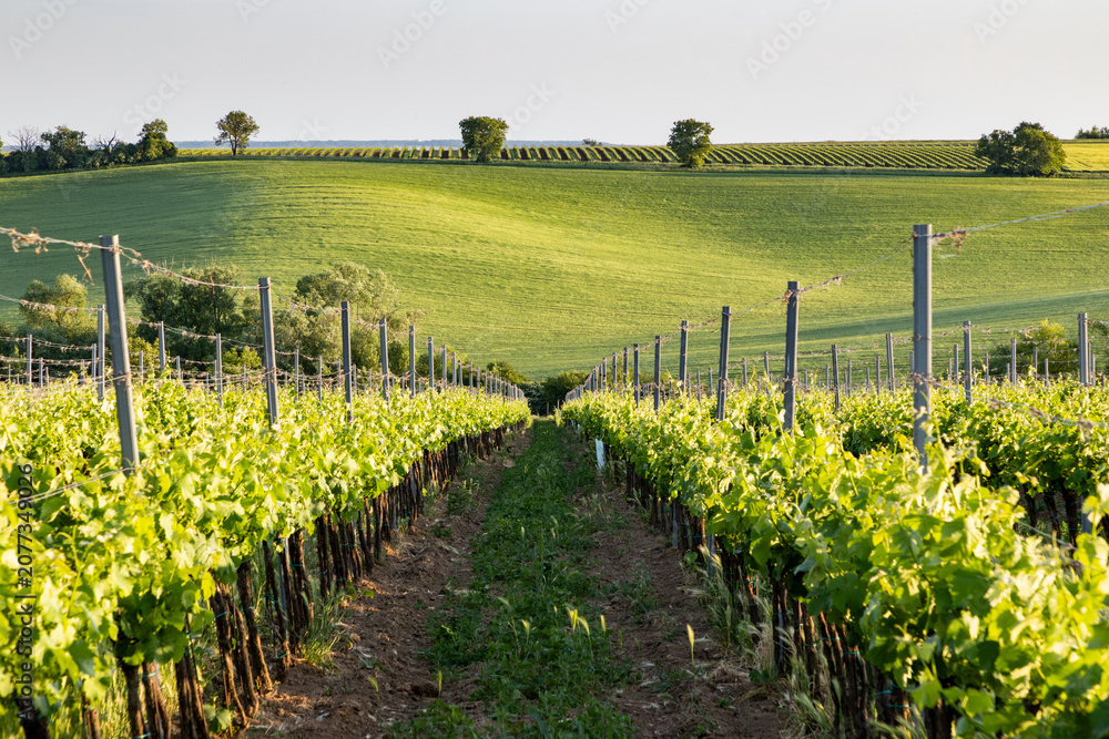 Fototapeta premium vineyard in early summer in Czech Moravia