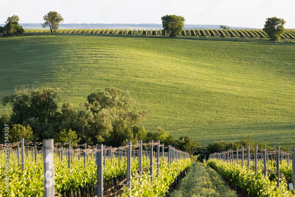 Fototapeta premium vineyard in early summer in Czech Moravia