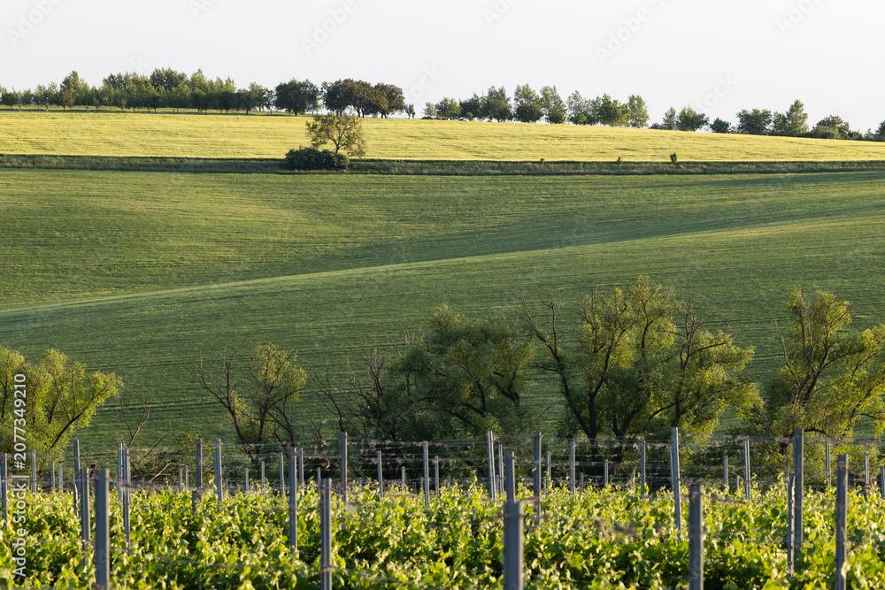 Fototapeta premium vineyard in early summer in Czech Moravia