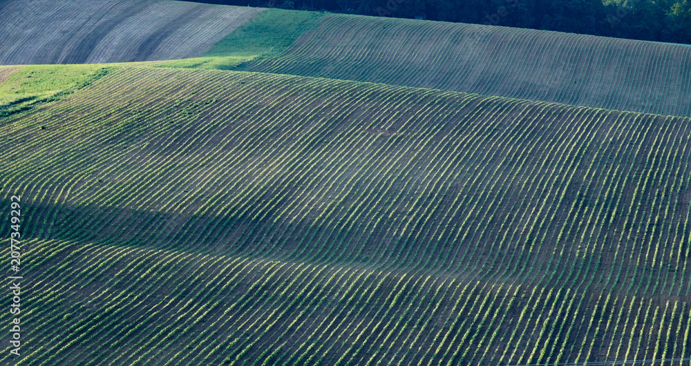 Fototapeta premium rolling green fields in early summer in Czech Moravia