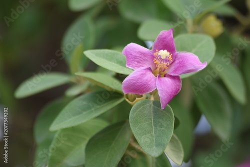 Lagunaria patersonia is a species of tree in the family Malvaceae.