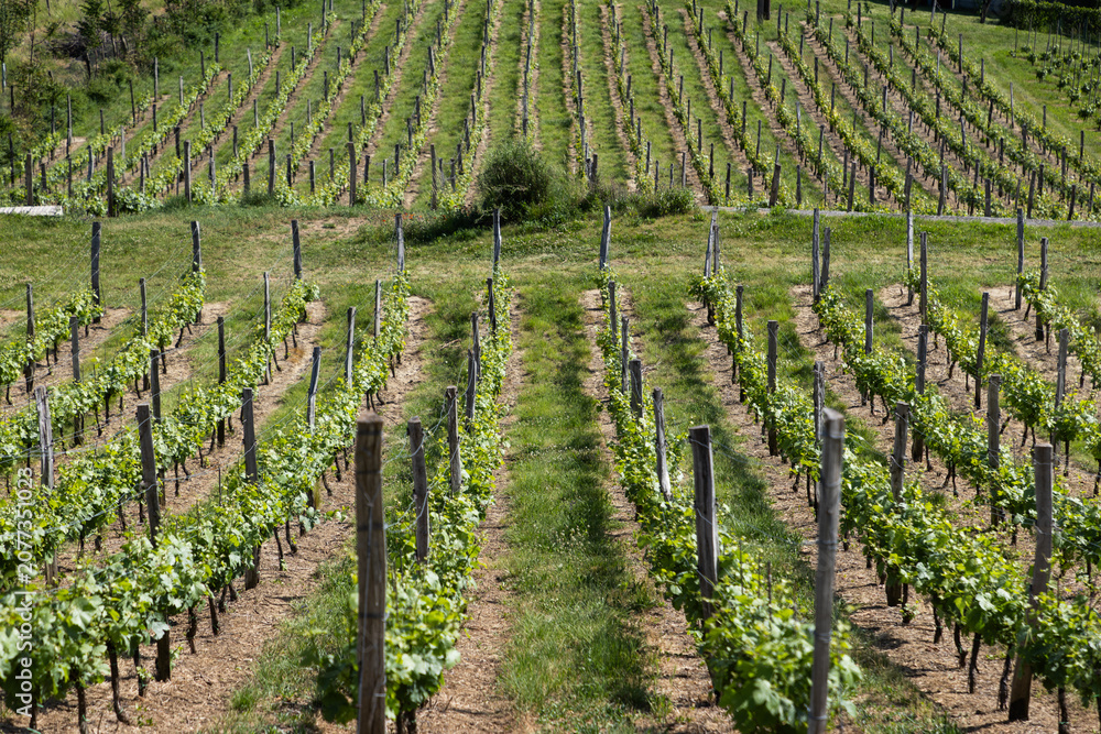 Fototapeta premium vineyard in early summer in Czech Moravia