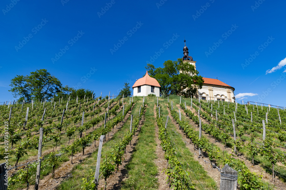 Fototapeta premium church in middle of a vineyard in Moravia
