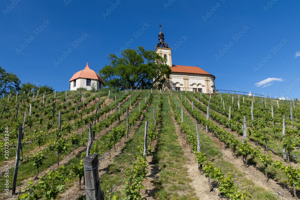Fototapeta premium church in middle of a vineyard in Moravia
