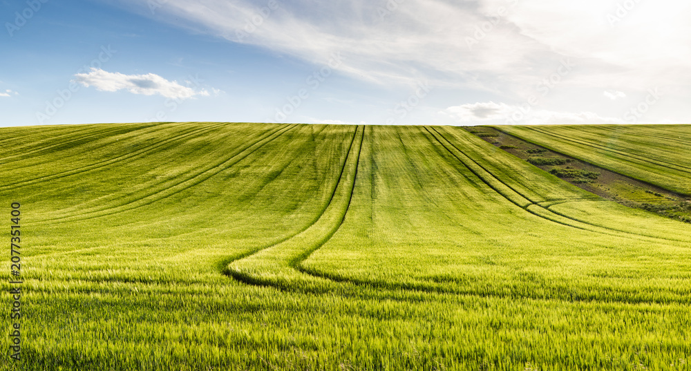 Fototapeta premium rolling green fields in early summer in Czech Moravia