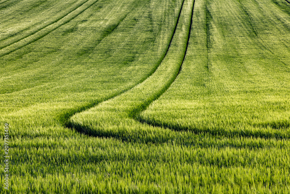 Obraz premium rolling green fields in early summer in Czech Moravia
