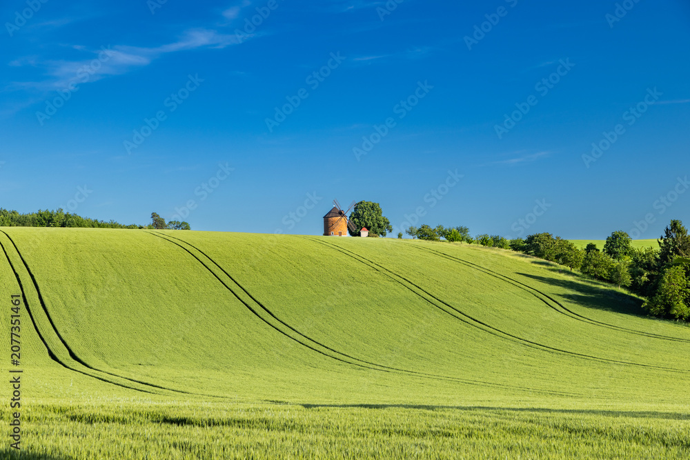 Obraz premium rolling green fields in early summer in Czech Moravia