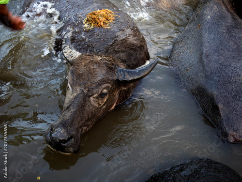 Photos buffaloes soaking in the river after a day's work helping farmers
