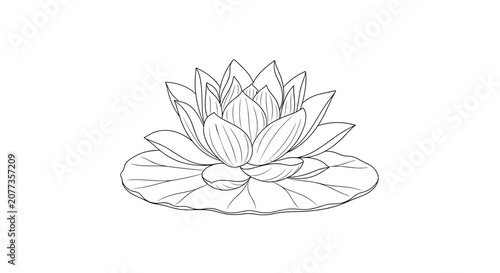 Water Lily Flower Plant.