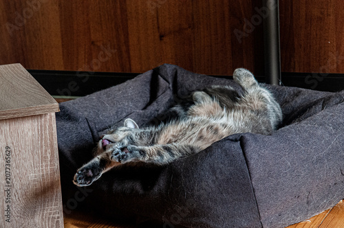 A grey tabby cat lying on its back in a dark fabric pet bed