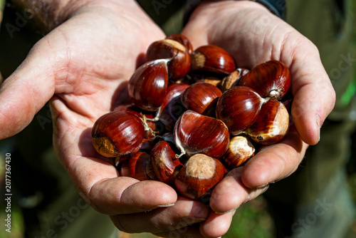 Hand holding fresh sweet chestnut on the Sentiero del Castagno