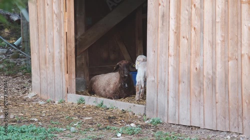 Stable with mother sheep and lamb on a spring morning at Swiss city of Zürich. Video shot June 8th, 2026, Zurich Schwamendingen, Switzerland.