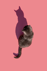 Studio shot of Russian Blue cat sitting against pink background