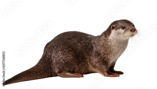 Schilderij op canvas Brown otter with light fur on face and chest