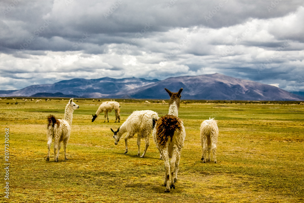 Fototapeta premium Wild amimals. Lamas alpacas in the field of Bolivia. Wildlife of Altiplano, South America