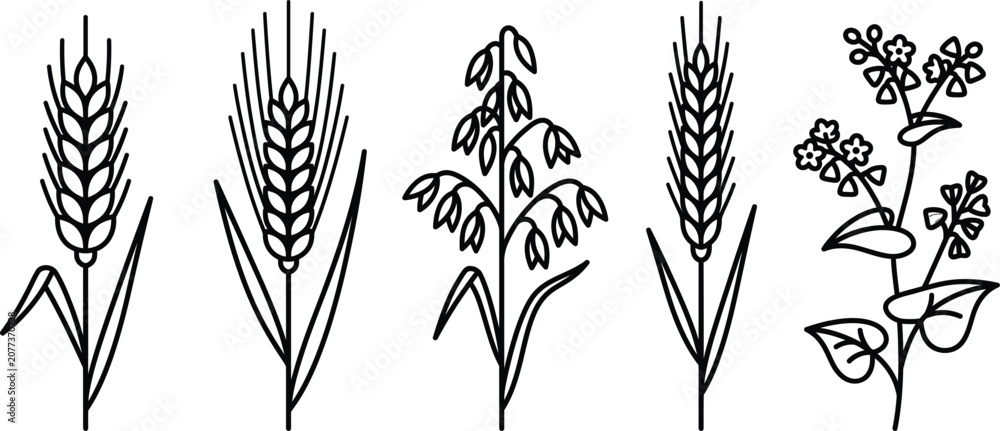 Fototapeta premium Monoline Cereal Grain Icons: Wheat, Barley, Oat, Rye, Buckwheat Vector Outline Set