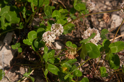 White clover flowers blooming in a rocky terrain