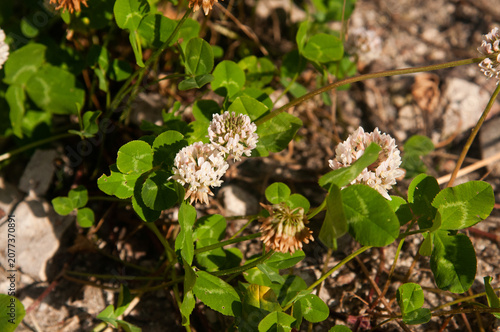 White clover flowers blooming in a natural outdoor setting