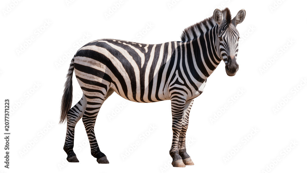 Obraz premium Zebra standing profile view black and white stripes