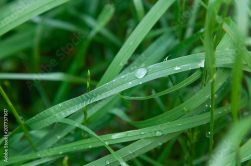Green grass blades with water drops after rain