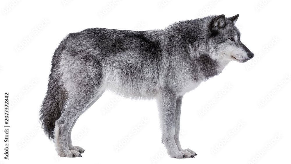 Fototapeta premium Gray wolf standing profile view full body